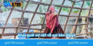 khai-quat-so-net-ve-soi-keo-da-ga